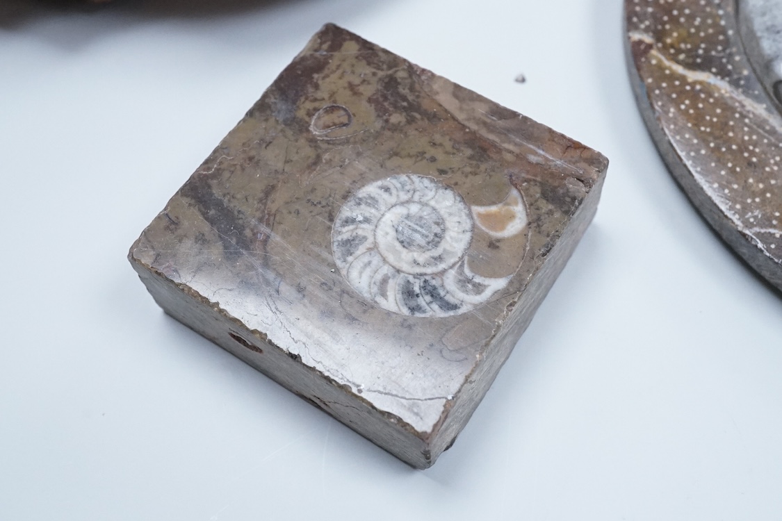 Natural history interest, comprising four ammonites, a fossil and two gemstones